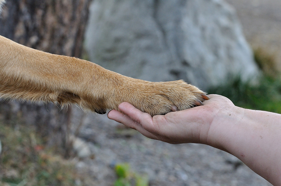 patte de chiens dans une main humaine activité chiens visiteurs